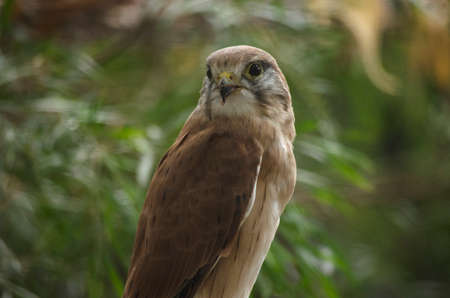 this is a  close up of a nankeen kestrelの写真素材