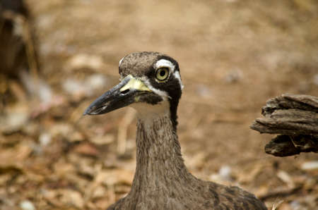 this is a  close up of a beach stone curlewの写真素材
