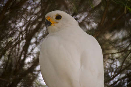 this is a  close up of a white goshawkの写真素材