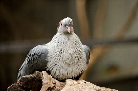this is a  close up of a top knot pigeonの写真素材