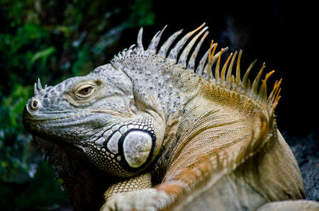this is a  close up of a Green Iguanaの写真素材