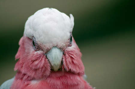 this is a close up of an Australian Galahの写真素材