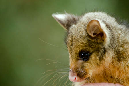 this is a close up of a joey possumの写真素材