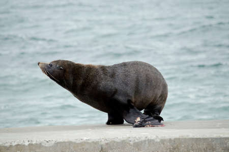 the new zealand fur seal is walking acoss the pierの写真素材