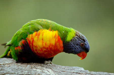 this is a  close up of a rainbow lorikeetの写真素材