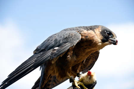 this is a  close up of a krestelの写真素材