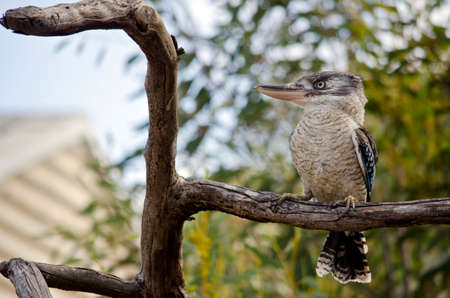 the blue winged kookaburra is sitting in a treeの写真素材