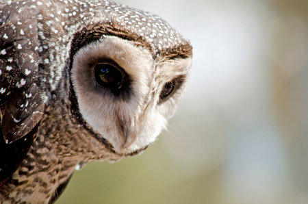 this is a  close up of a sooty owl