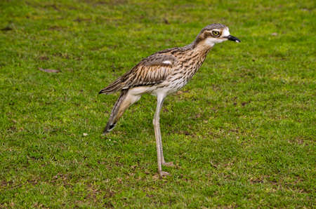 the bush curlew is walking across the fieldの写真素材