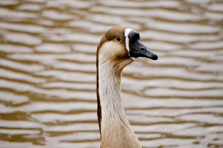 this is a close up a Canadian gooseの写真素材