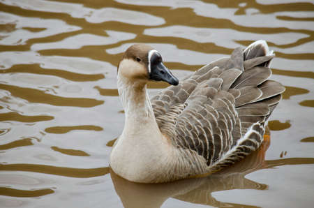 the Canadian goose is swimming in a muddy pondの写真素材