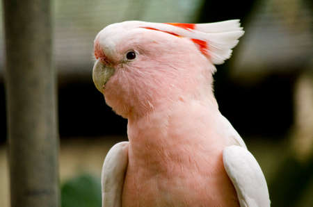 this is a close up of a major mitchell cockatooの写真素材