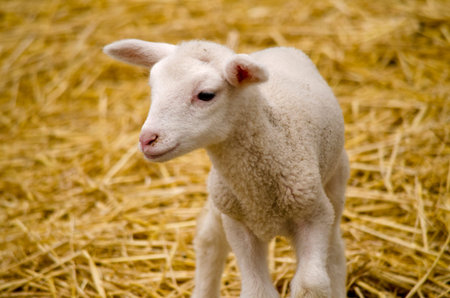 the baby lamb is unsteady on its feet