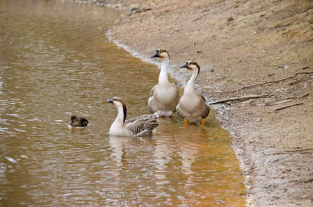 the three Canadian geese on the edge of a waterholeの写真素材