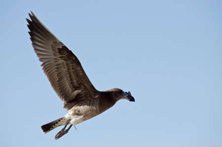 the juvenile pacific gull is flying high in the clear blue skyの写真素材