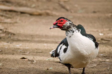 Muscovy duck has a very distinctive red, warty splotch on its faceの写真素材