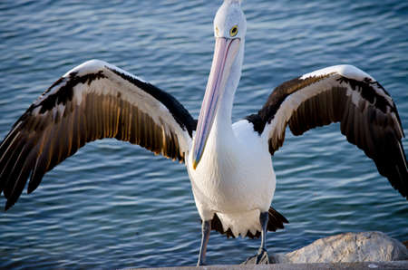 the australian pelican is flexing his wingsの写真素材