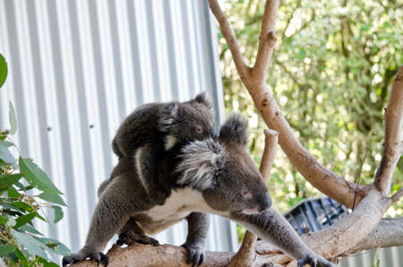 the joey koala is riding on his mothers backの写真素材