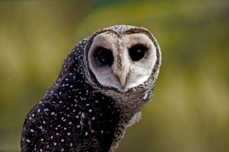 this is a close up of a sooty owlの写真素材