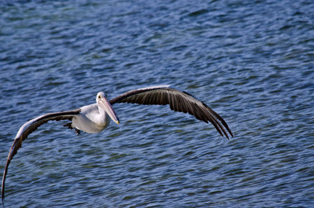 the Australian pelican is flying low over the oceanの写真素材