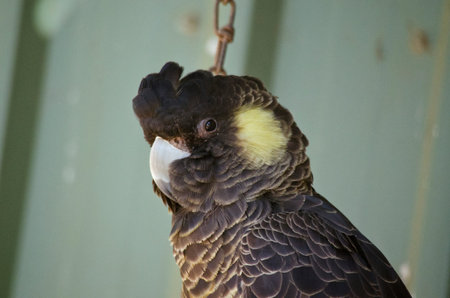 this is a close of  yellow tail black cockatoo