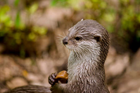 this is a close of  a oriental otterの写真素材