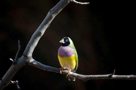 the goudian finch is sitting on a branchの写真素材