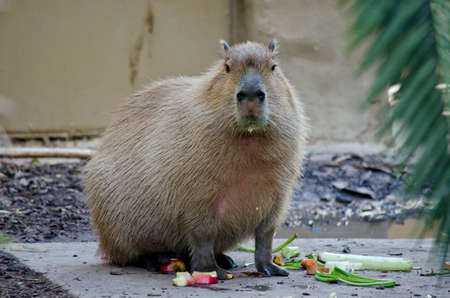 Close up of a capybaraの写真素材