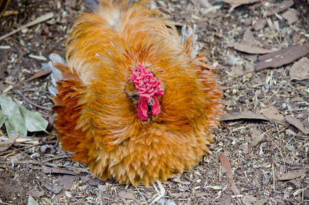 this is a close of  a Frizzle chickenの写真素材