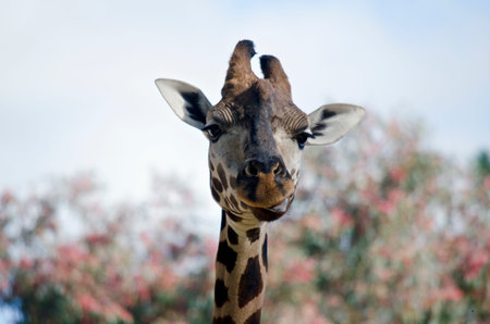 this is a close up of  a giraffe sticking his tongue outの写真素材