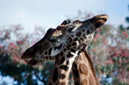 Close up of two giraffesの写真素材