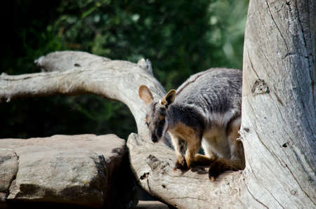 the yellow tailed rock wallaby is on a branch of a treeの写真素材