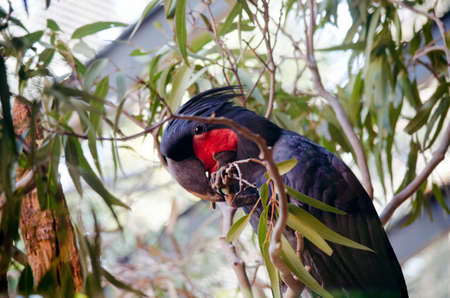 the palm cockatoo is eating leavesの写真素材