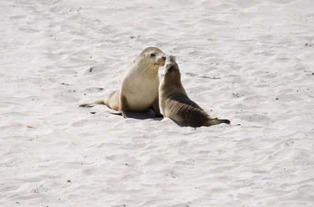 the two sealion pups meet on the beachの写真素材