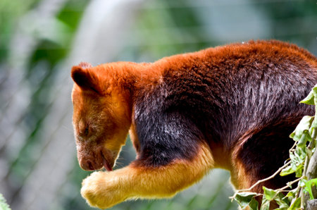 this is a close up of atree kangaroo in side view