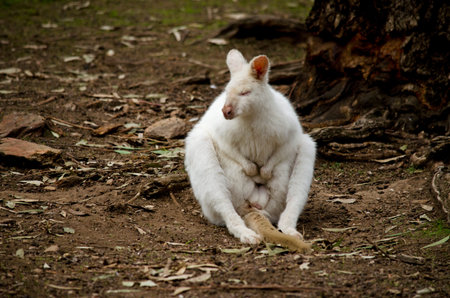 this is a male albino wallaby sitting upright