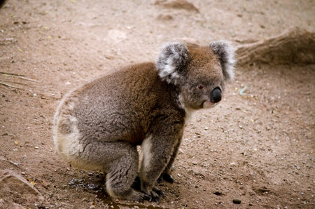 the koala has just relieved himself on the ground