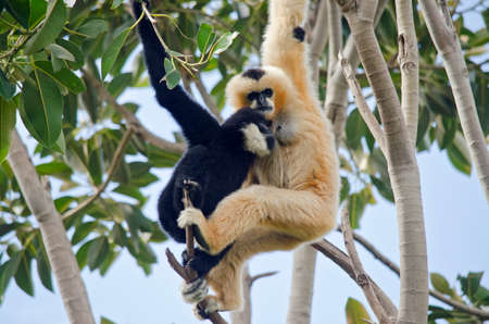 the mother white faced gibbon is breast feeding her sonの写真素材