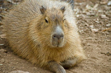 this is a close up of a capybara