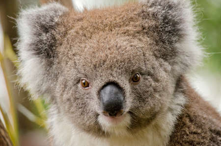 this is a close up of a koalaの写真素材