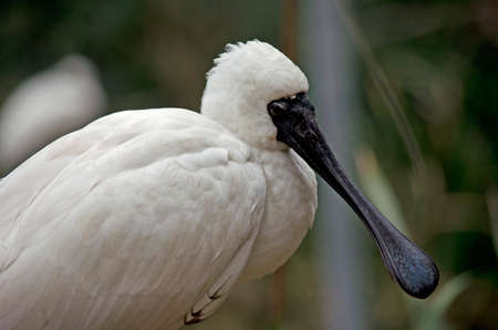 this is a close up of a royal spoonbillの写真素材