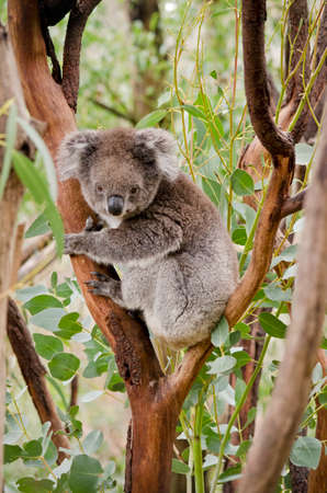 the koala is in the fork of the treeの写真素材