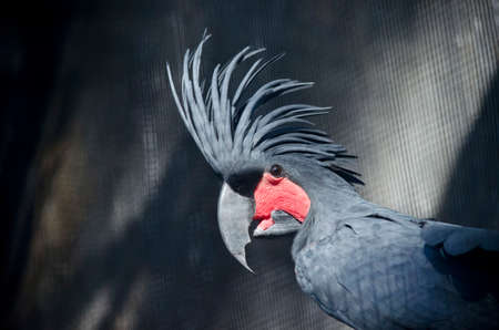 this is a close up of a palm cockatooの写真素材