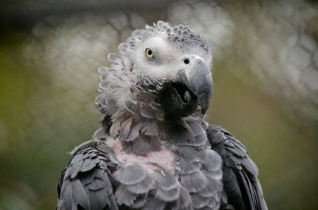 this is a close up of a african grey  parrotの写真素材