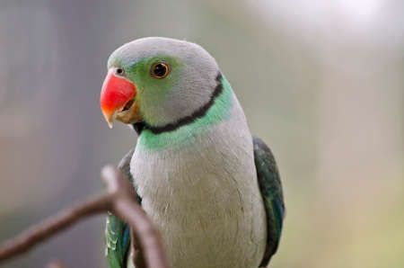 this is a close up of malabar parakeetの写真素材