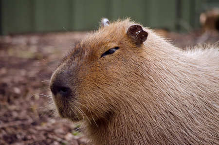 this is a close up of a capybaraの写真素材