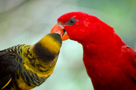 the dusky lory and the chattering lory look like they are kissingの写真素材