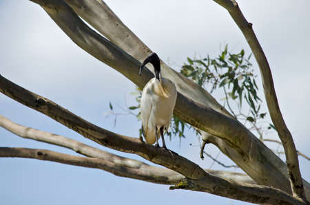 the white ibis is high in a treeの写真素材