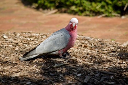 the Australian Galah is on the ground searching for food