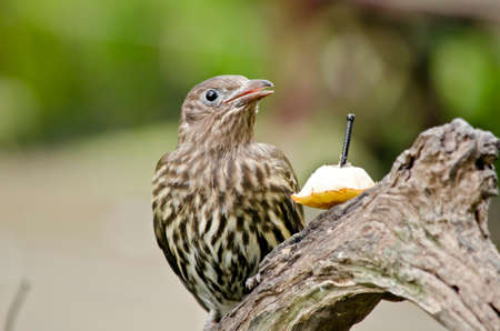 the fig bird is sitting on a long logの写真素材